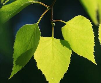Birch Leaf Extract powder Betulin 80% 98% Birch Leaf Extract powder Betulin 80% 98%